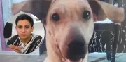 Envían a la cárcel a hombre que mató a la perrita 'Kira' en Bucaramanga
