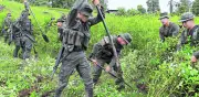 Erradicación de coca sube 296% en 2026 por 'efecto Washington', pero cifras siguen bajas
