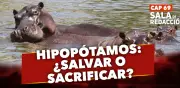 ¿Es necesaria la eutanasia de hipopótamos? Expertos analizan el impacto ambiental