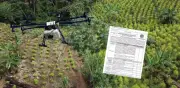 Estados Unidos monitorea retraso en fumigación con drones en Colombia: estrategia antidrogas en pausa