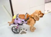 Estudiantes de Unicafam fabrican sillas de ruedas 3D para perros con discapacidad