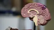 Estudio científico revela en qué meses nacen las personas más inteligentes