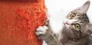 Estudio científico revela las verdaderas razones por las que los gatos arañan muebles y cómo prevenirlo