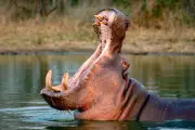 Eutanasia de hipopótamos: una decisión necesaria para proteger el ecosistema colombiano