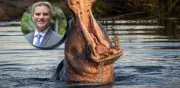 Exministro Carlos Correa defiende eutanasia de hipopótamos como medida urgente para proteger biodiversidad