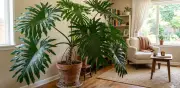 Filodendro arbóreo desplaza a la lengua de suegra como planta decorativa preferida en Colombia