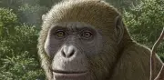 Fósil de nueva especie en Egipto cambia teoría sobre origen de simios modernos