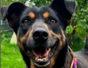 Fundación animalista organiza taller de chocolatería para celebrar el Día de la Madre y ayudar a perros rescatados