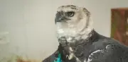 Águila arpía herida en Meta será operada en Pereira: lucha por sobrevivir con fractura en el ala
