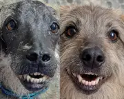 IA reconstruye imagen de perro maltratado para visibilizar consecuencias del abuso animal