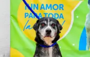 Jornada de adopción de perros y gatos este sábado en Bogotá