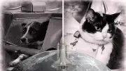 Laika y Félicette: Los animales pioneros que abrieron el camino al espacio