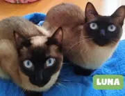 Luna y Júpiter, gatos madre e hijo, encuentran hogar juntos tras historia viral en Bogotá