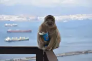 Macacos de Gibraltar comen tierra para contrarrestar comida chatarra de turistas