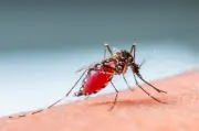 Malaria moldeó la expansión humana en África antes de la agricultura