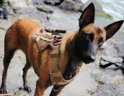 Perrita militar Hela sobrevive a ataque con dron y recorre 28 km para reencontrarse con su guía
