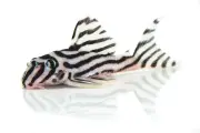 Pleco cebra: el pez amazónico en peligro crítico que pocos conocen