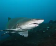 Polémica por redes antitiburones en primer Club Med de Sudáfrica