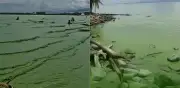 ¿Por qué el mar de Turbo en Urabá se tornó verde intenso? Expertos explican riesgos