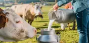 Producción lechera colombiana alcanza récord histórico con 8.405 millones de litros en 2025