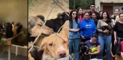 Rescatan 104 perros y gatos en condiciones críticas en Boyacá: vivían hacinados en una sola vivienda