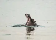 Senadora Padilla denuncia inacción del Gobierno en manejo de hipopótamos antes de optar por eutanasia