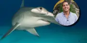 Tiburones martillo al borde de la extinción: advertencia de experto en América Latina