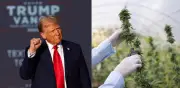 Trump reclasifica marihuana medicinal como droga menos peligrosa en EE. UU.