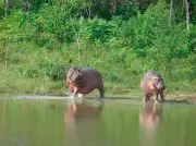 Tutela judicial busca frenar sacrificio de 80 hipopótamos en Colombia por parte del Gobierno