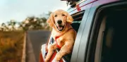 Viajar con mascotas gana terreno: crece demanda de alojamientos pet-friendly