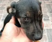 Voluntariado en Tocaima para rescate de perros en mayo