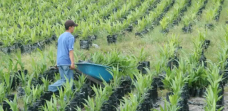 Gobierno activa plan por $146.000 millones para enfrentar El Niño y proteger al agro