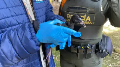 Aumento inusual de ibis negro en Cundinamarca preocupa a autoridades ambientales