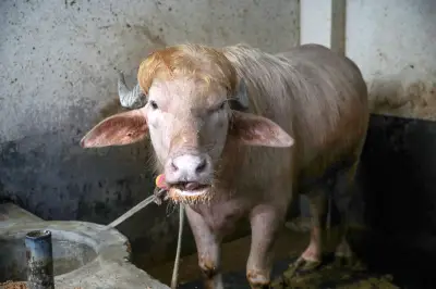 Búfalo albino de Bangladés se vuelve viral por su parecido con Donald Trump