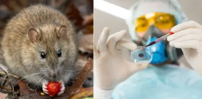 Bogotá refuerza vigilancia por hantavirus tras brote en crucero