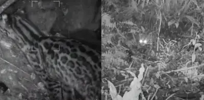 Cámaras trampa captan tigrillo lanudo en Cerros Orientales de Bogotá