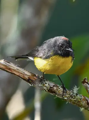 Colombia lidera el Global Big Day 2025 con récord de 1.568 especies de aves