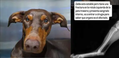 Denuncian atropello de perrita dóberman en el norte de Bogotá: buscan al conductor