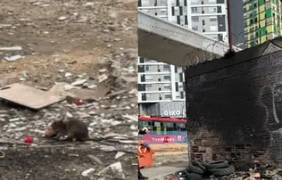 Denuncian invasión de ratas en inmediaciones del metro de Bogotá