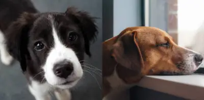 Depresión en perros y gatos: señales clave para detectarla