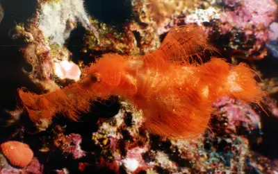 Descubren nueva especie de pez pipa fantasma en Australia