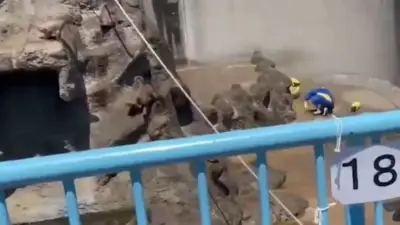 Detienen a dos turistas por irrumpir en hábitat de mono en zoológico de Japón
