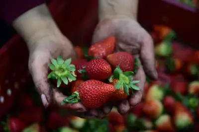 Dietas saludables: mito de costos altos en Colombia