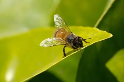 Emergencia por abejas en el Coliseo El Pueblo de Cali deja tres heridos