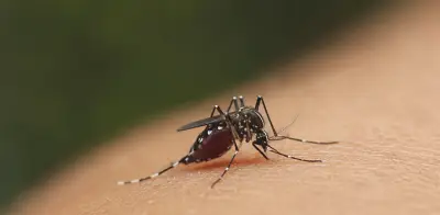 ¿Erradicar mosquitos? El debate científico sobre el animal más letal