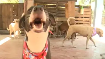 Fundación rescata perros abandonados en la costa y pide donaciones urgentes