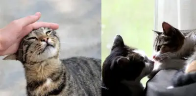 Gatos celosos: cómo manejar la llegada de otro felino al hogar