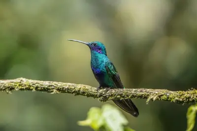 Global Big Day 2026: puntos para observar aves en Colombia