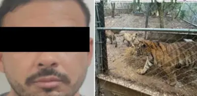 Hallan siete tigres en casa de capo del Cártel del Noroeste en México