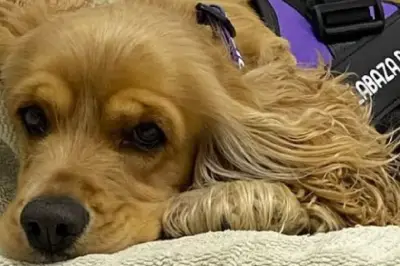 Hallie regresa al refugio tras ser devuelta por su familia adoptante